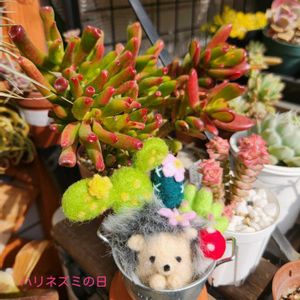 エボルブルス,アメリカンブルー,ゴーラム,ホービット,パステルの画像