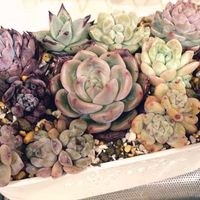 エケベリアいろいろ,多肉植物,多肉植物寄せ植え,多肉寄せ植え,エケベリア属の画像