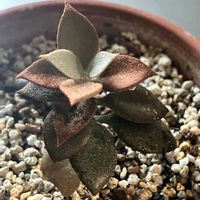 仙人の舞,お気に入り多肉ちゃん,いいねをありがとうございます¨̮♡︎,リビング・ダイニングの画像