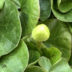 ヒメリュウキンカ,ヒメリュウキンカ,ヒメリュウキンカ,ヒメリュウキンカ,花芽の画像