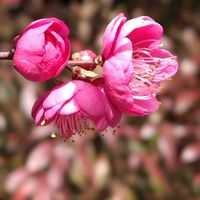 ヤブラン,梅の画像