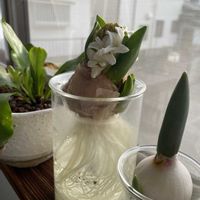 チューリップ,ヒヤシンス,アスプレニウム,多肉植物,観葉植物の画像