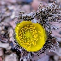 チューリップ,フクジュソウ,ユキヤナギ,福寿草,ピンクユキヤナギの画像