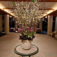 チューリップ,チューリップ,ネコヤナギ,ハクモクレン,お出かけ先の画像