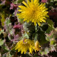 タンポポ,スイバ,ホトケノザ（仏の座）,マンションの庭での画像
