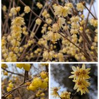 ウメ,ミツマタ,ロウバイ,ソシンロウバイ,マンゲツロウバイの画像