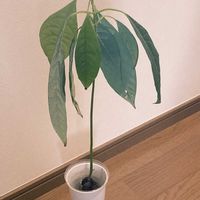 アボカド,多肉植物,ネコ好き,多肉中毒,アボカド栽培の画像