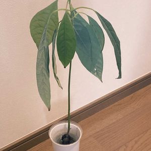 アボカド,多肉植物,ネコ好き,多肉中毒,アボカド栽培の画像
