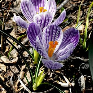 クロッカス,植栽,アヤメ科,今日のお花,耐寒性球根植物の画像