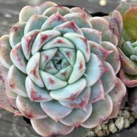 紅葉,エケベリア,多肉植物,可愛い,子吹きの画像