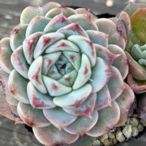 紅葉,エケベリア,多肉植物,可愛い,子吹きの画像