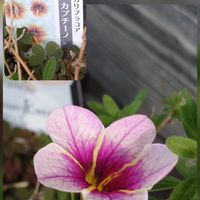 オキザリス,カリブラコア,ナンテン,オキザリス・バーシカラー,クロガネモチの画像