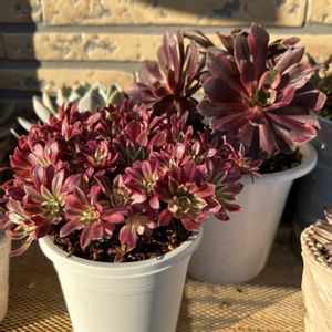 インフェルノ,朱雀,AN3ちゃん実生っこ,AN3ちゃん実生っこ,多肉植物の画像