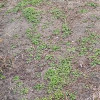 ネモフィラの画像