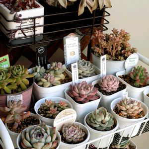 多肉植物,紅葉する多肉,もりもり多肉,緑のある暮らし,つぶつぶ多肉の画像