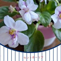 セントポーリア,セント ポーリア,花のある暮らし,植物大好き,人に優しくの画像