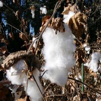 ワタ,アオイ科,筑波実験植物園,平和を願う,木曜モフモフの画像