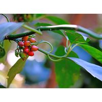 アオキ,おでかけ先,泉自然公園,千葉市若葉区の画像