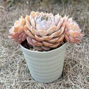 紅葉,オウンスロー,多肉植物,かわいい,多肉ちゃんの画像