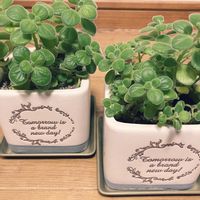 アロマティカス,観葉植物,小さな花壇,ガーデニング初心者,小さな庭の画像