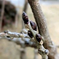 フジ,藤（ふじ）,鉢植え,癒し,ありがとう♡の画像