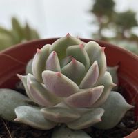 エケベリア ローラ,出窓,癒し,新入りさん,まだまだ初心者の画像