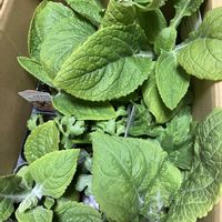 ジギタリス,ラナンキュラス ラックス アルテミス,ラナンキュラス マシェ チョコレート,新潟県,庭改造計画の画像