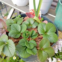 イチゴ,三つ葉,ミツバ,いちご,水耕栽培の画像