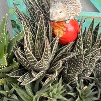 トキワシノブ,ハリネズミ,❤️いいね、ありがとう,繋がりに感謝✨,GSミニモニ。の画像