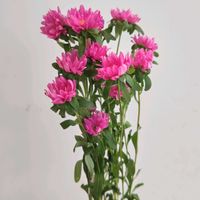 アスター,アスター ステラピンク,一人一花,一人一花運動@福岡市,ハナノヒの画像