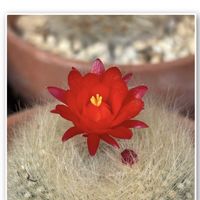 七宝樹,サボテンの花,いつもありがとうございます♡(ᴗ̤ .̮ ᴗ̤ )₎₎の画像