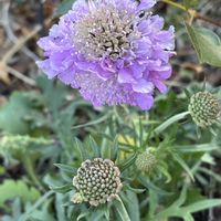 スカビオサ,ナチュラルガーデン,冬を楽しむ,お庭の花たち,花と暮らすの画像