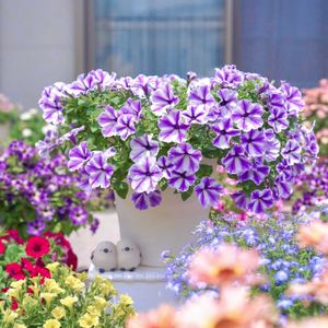 ペチュニア,サフィニアアート,サフィニアアート　るりいろ風ぐるま,サントリー フラワーズの画像