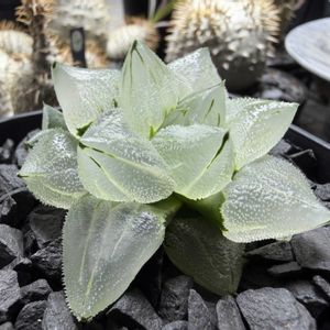 多肉植物,ハオルチア属,ハオルシア属     ,多肉中毒,ガチンコハオルチアクラブの画像