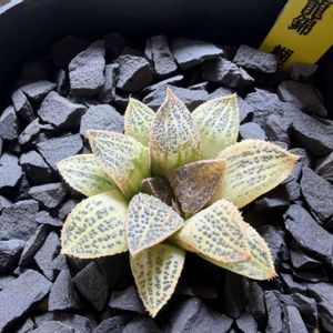 多肉植物,ハオルチア属,ハオルシア属     ,多肉中毒,ガチンコハオルチアクラブの画像