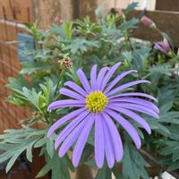 ブラキカム,ガーデニング,冬の庭の画像