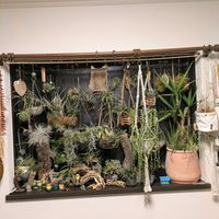 チランジア,グリーンネックレス,テクトラム,アルボマルギナータ,観葉植物の画像