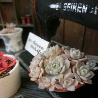 白牡丹,多肉植物,多肉大好き,ガーデニング,多肉ちゃんの画像
