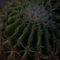 ハオルチア,多肉植物,観葉植物,塊根植物,サボテン科の画像