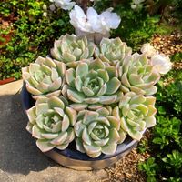 白牡丹,多肉植物の寄植え,多肉植物の寄植え,多肉植物 寄せ植え,多肉植物いろいろの画像