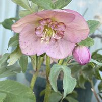 クリスマスローズ,クリスマスローズ,クリスマスローズ,クリスマスローズ ニゲル,クリスマスローズ ニゲルの画像