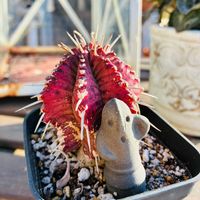 タイム,ローズマリー,多肉植物,ガーデニング,お気に入り♡の画像