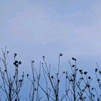 アオキ,ムクゲ,木槿,青木,春の兆しの画像