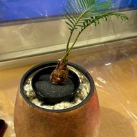 ソテツ,観葉植物の画像