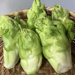 アジサイ,冬アジサイ,紫陽花,野菜,冬紫陽花の画像