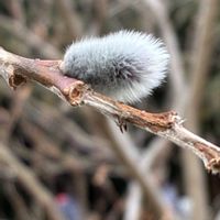ネコヤナギ,ノースポール,カンザキアヤメの画像