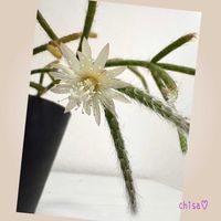 リプサリス ピロカルパ,キュンキュン乙女倶楽部,バラと夢CLUB,広島じゃけん,5日はごっつご機嫌の画像