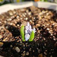 プスキニア,プスキニア リバノチカ,鉢植え,明るい日陰,プランターの画像