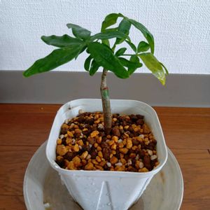 パキラ,ダイソーパキラ,観葉植物,100均観葉植物,ダイソー観葉植物の画像