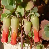 桃太郎,桃太郎,ハオルチア オブツーサ,ハオルチアオブツーサ,カランコエ　胡蝶の舞の画像